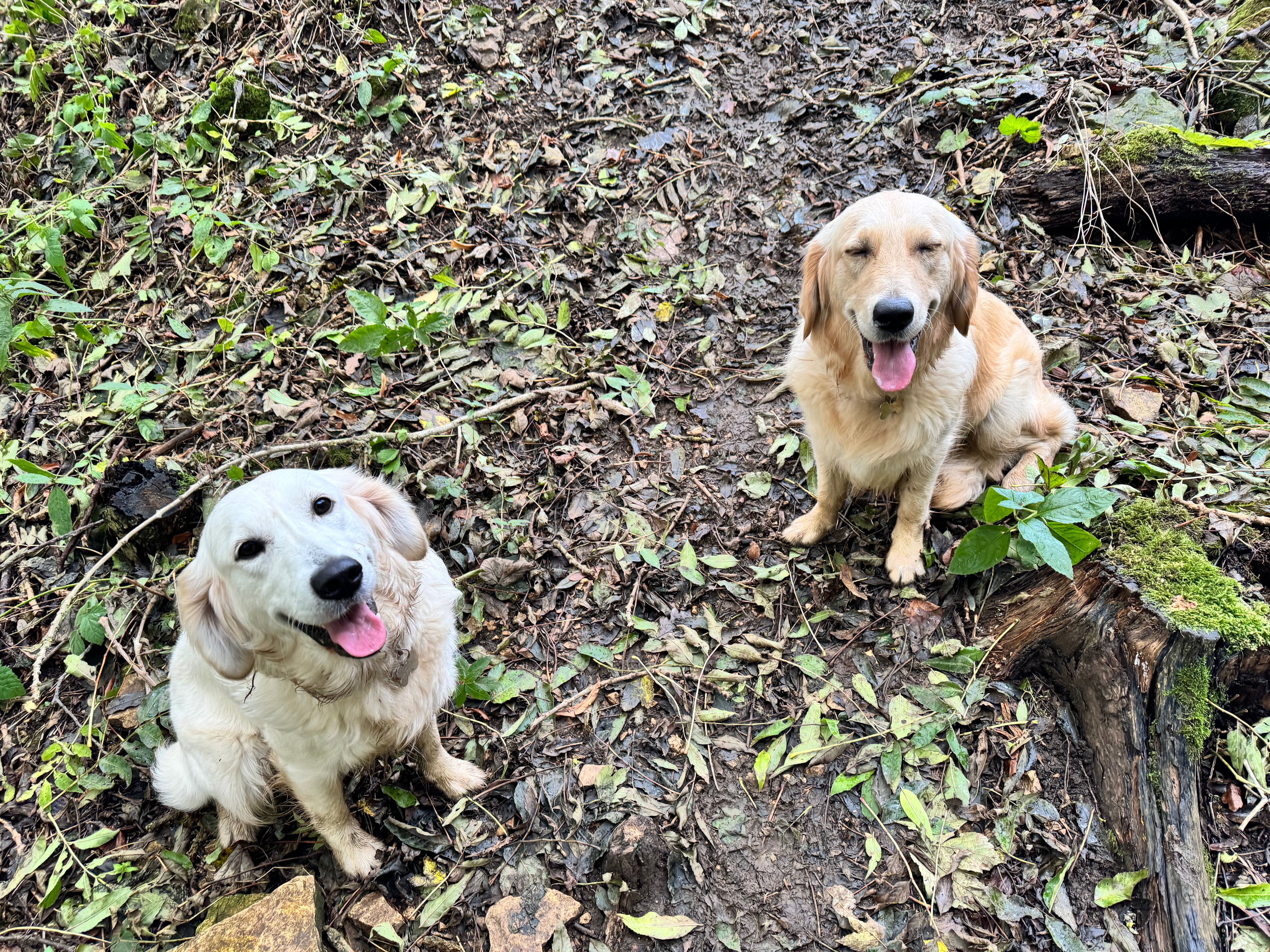Bella and Daphne, our resident golden retrievers