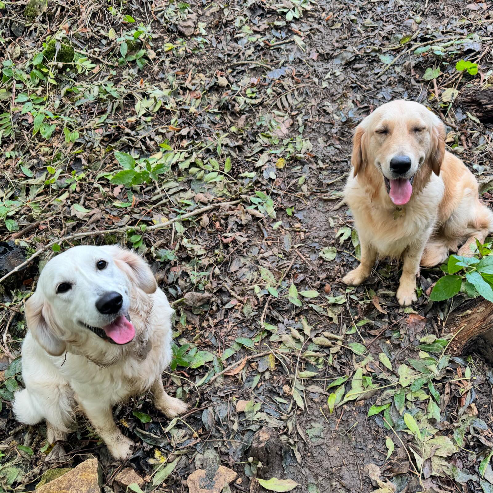 Bella and Daphne, our resident golden retrievers, walking together in a forest
