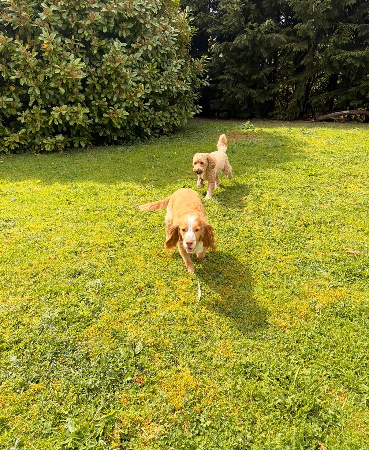 Two dogs running together through a grassy field at Wild at Heart
