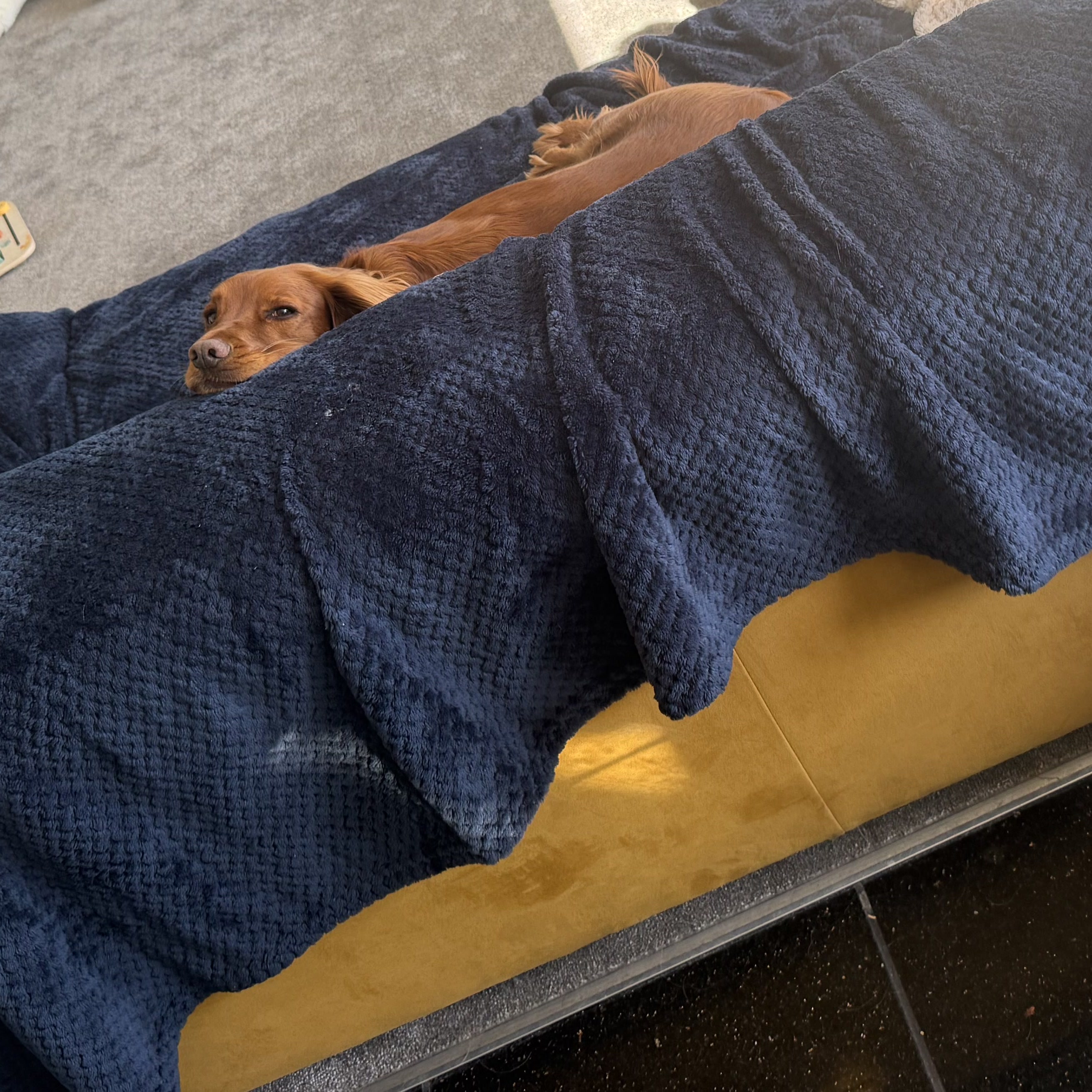 A dog relaxing under a blanket on the sofa at Wild at Heart