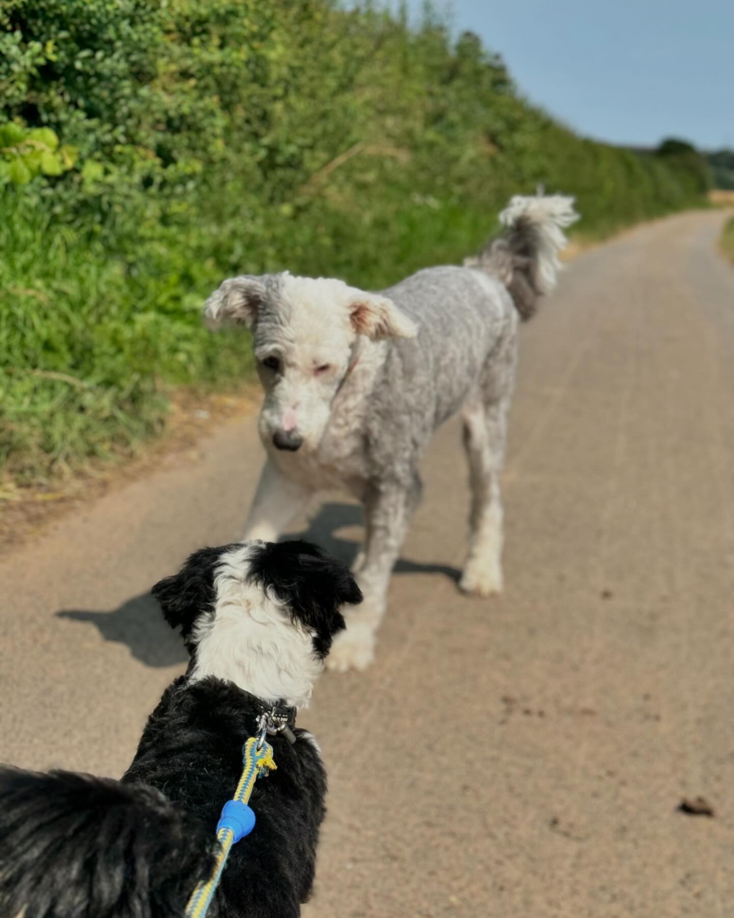 Poppy, our friendly guest dog, meeting a new friend on a country walk