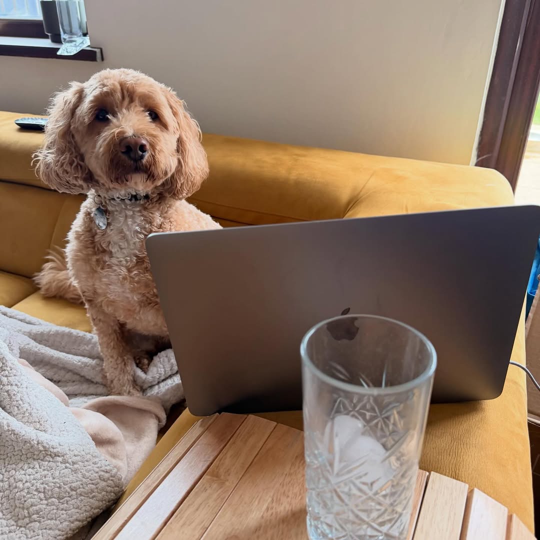 Bobby sitting behind a laptop on the sofa