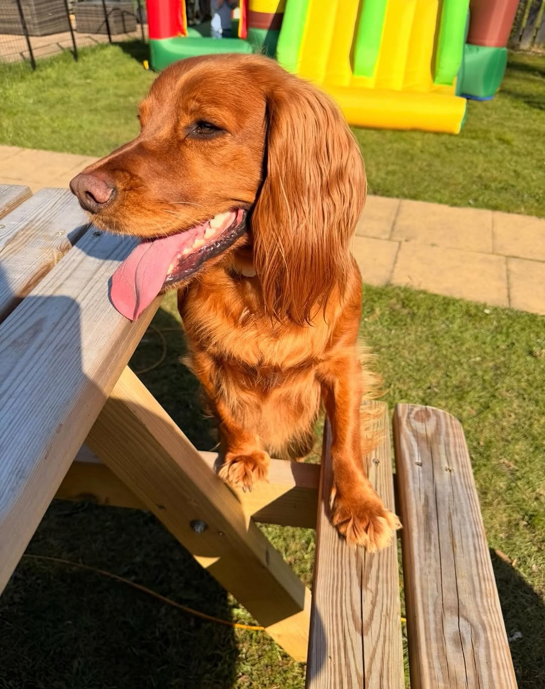 A cocker spaniel enjoying the sunshine at a garden picnic table