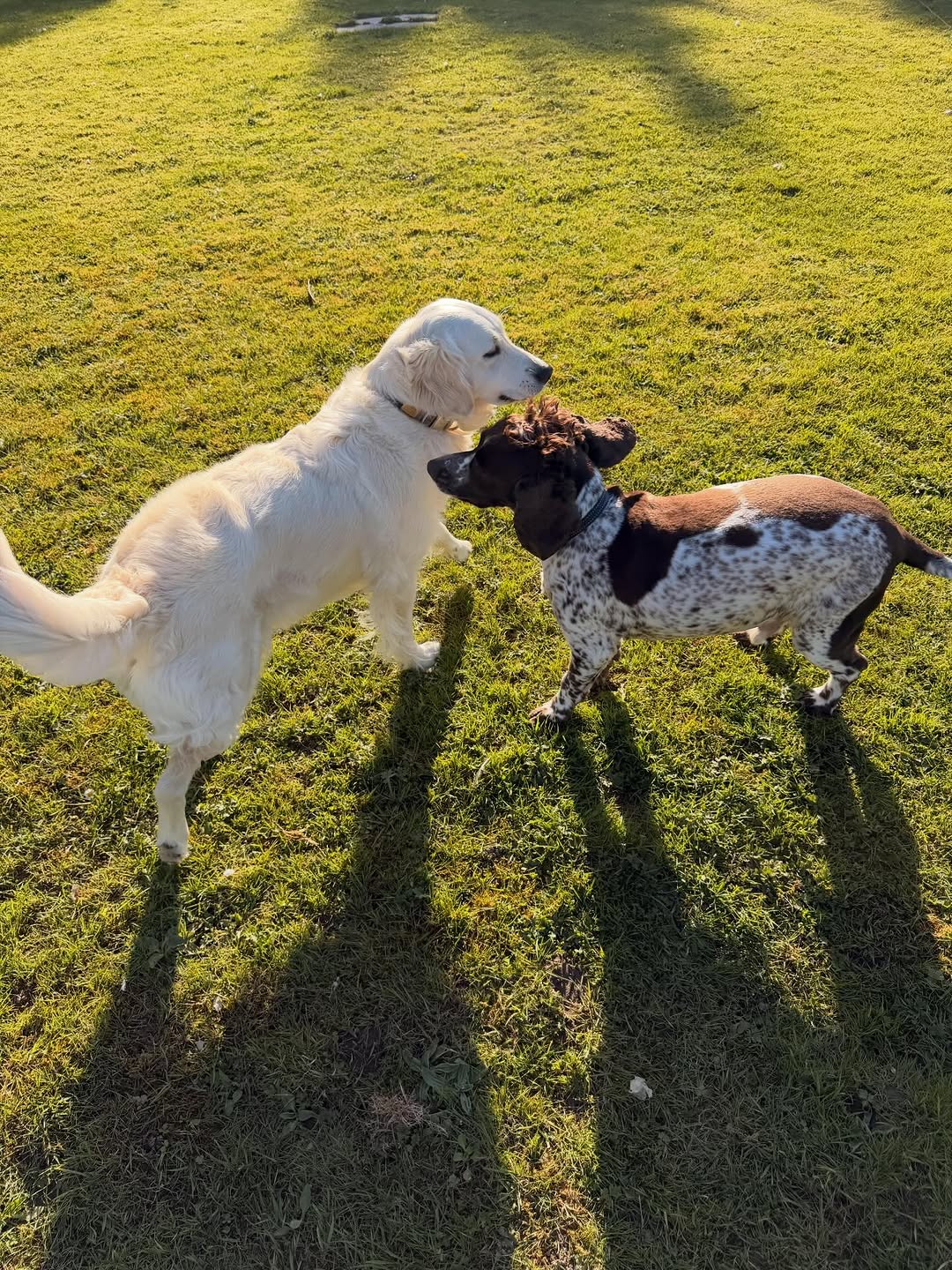Three dogs greeting one another on the grass