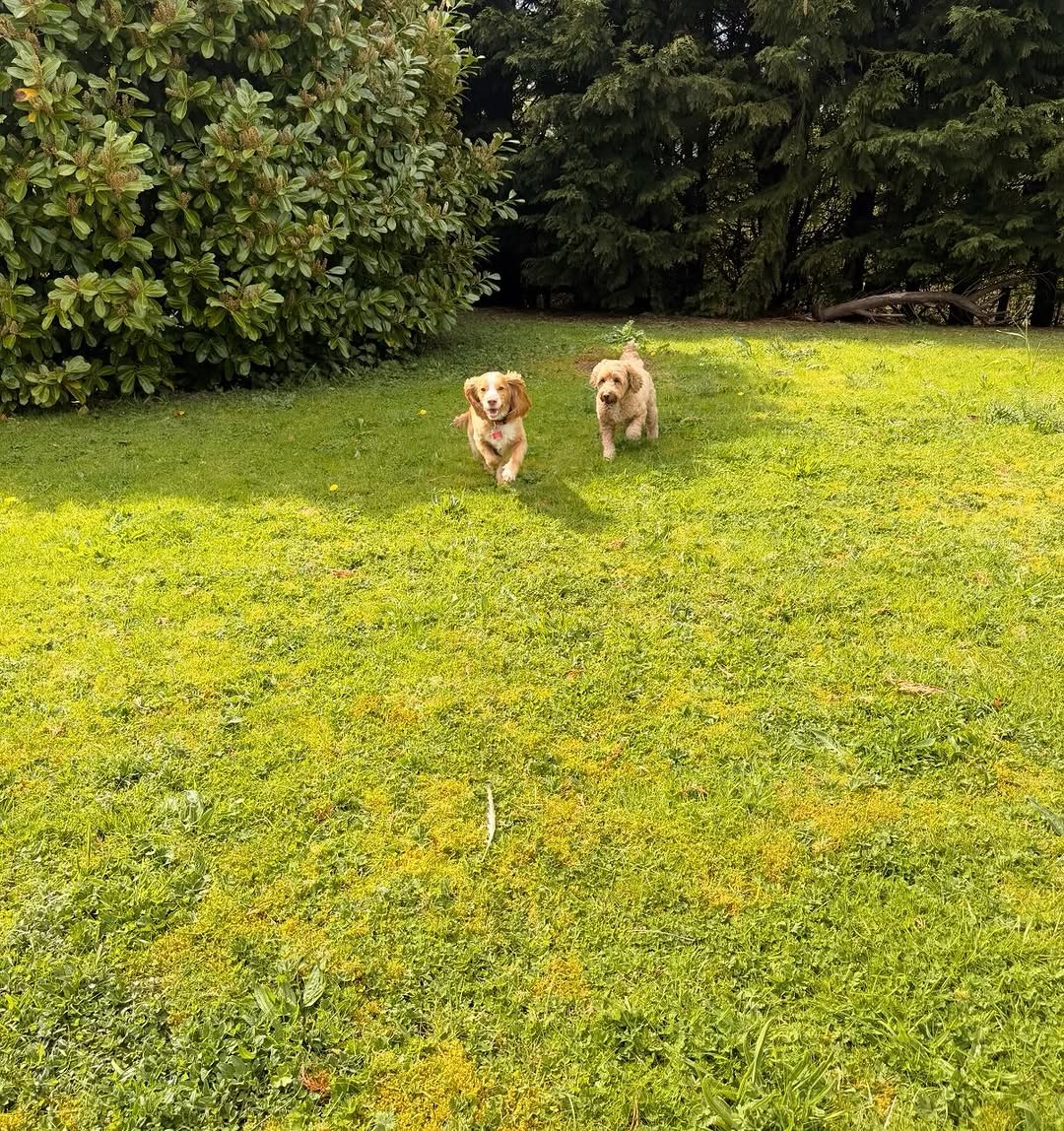 Two dogs enjoying zoomies in the garden at Wild at Heart