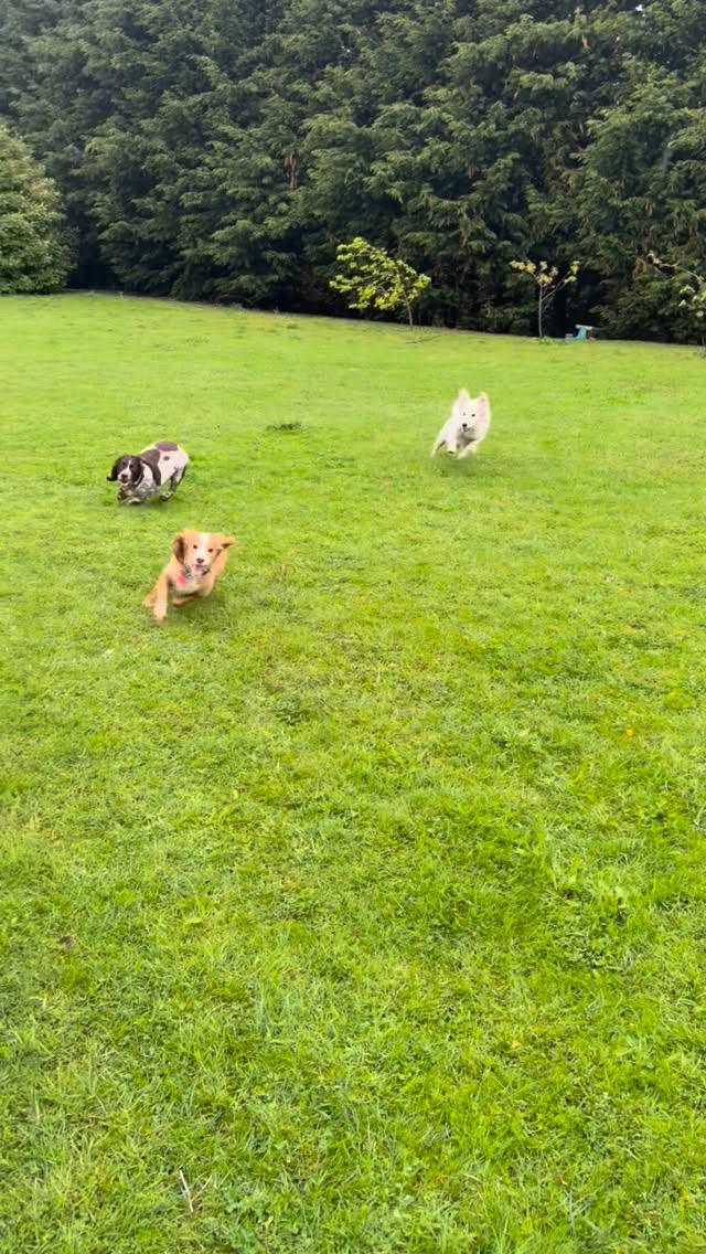 Three dogs running together across the garden at Wild at Heart