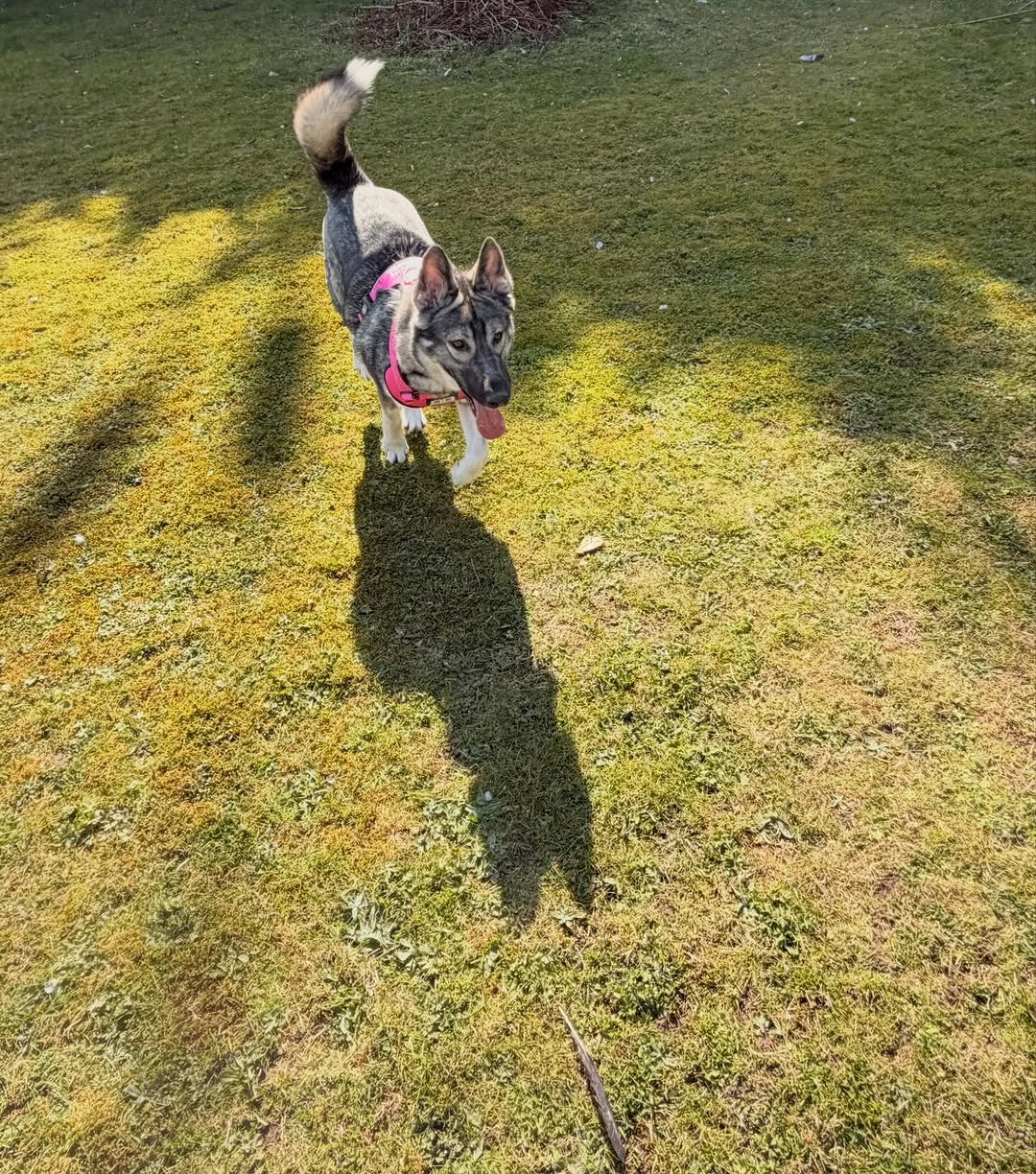 Willow walking through the garden during her meet and greet