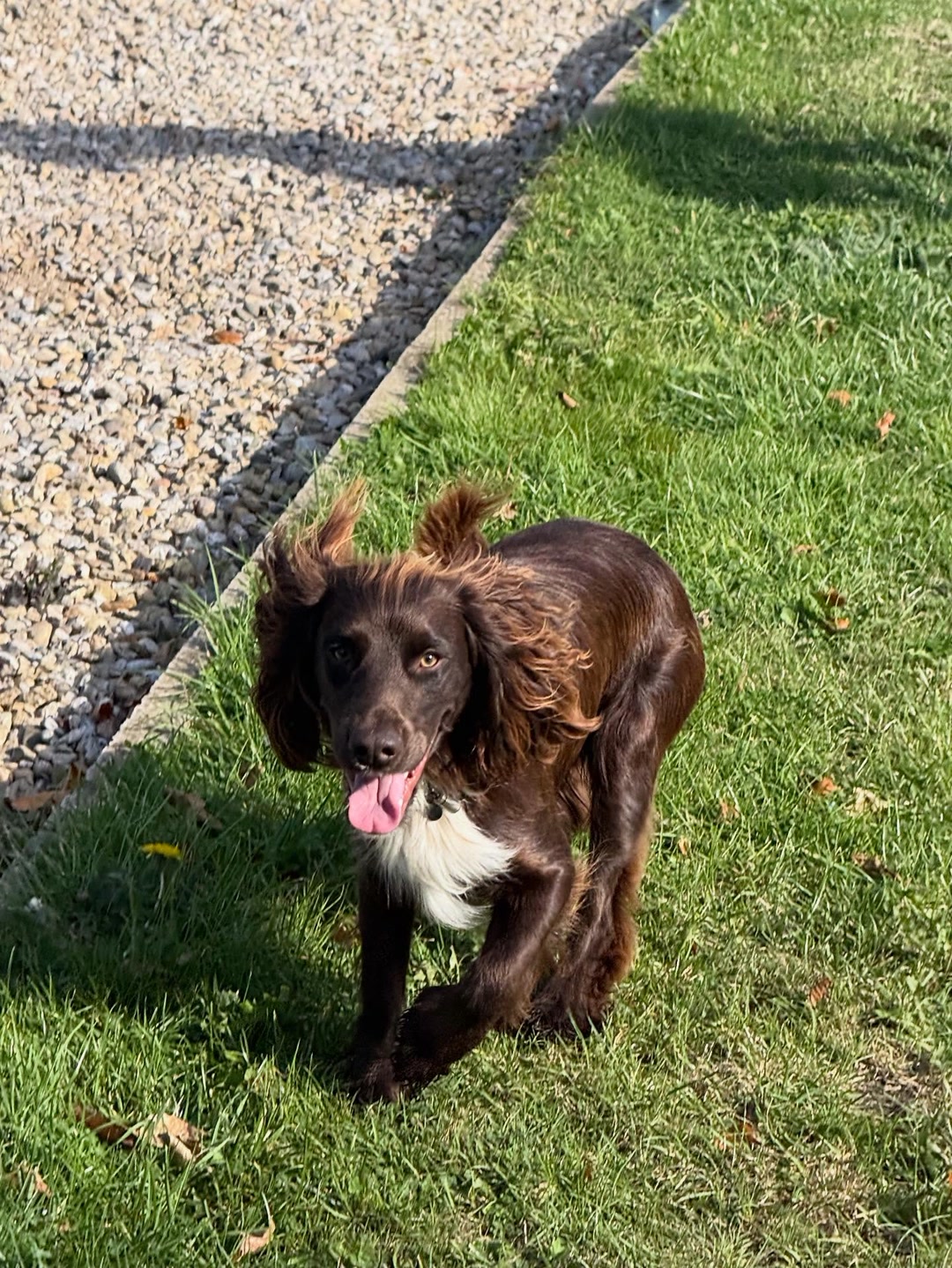 A brown spaniel running across the grass at Wild at Heart