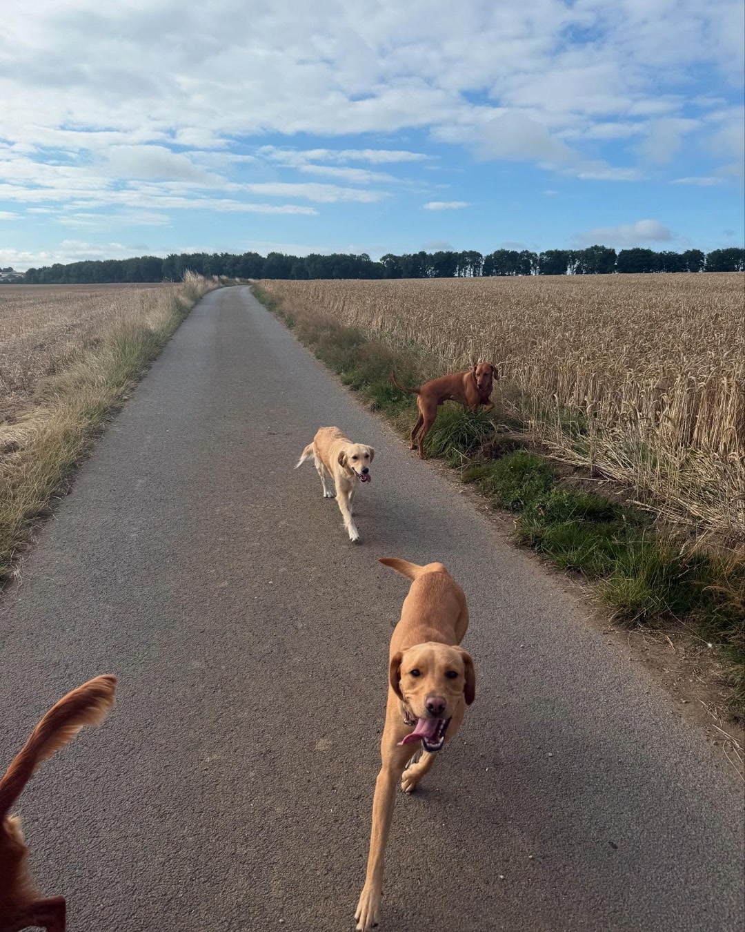 Dogs running together along a country lane near Wild at Heart