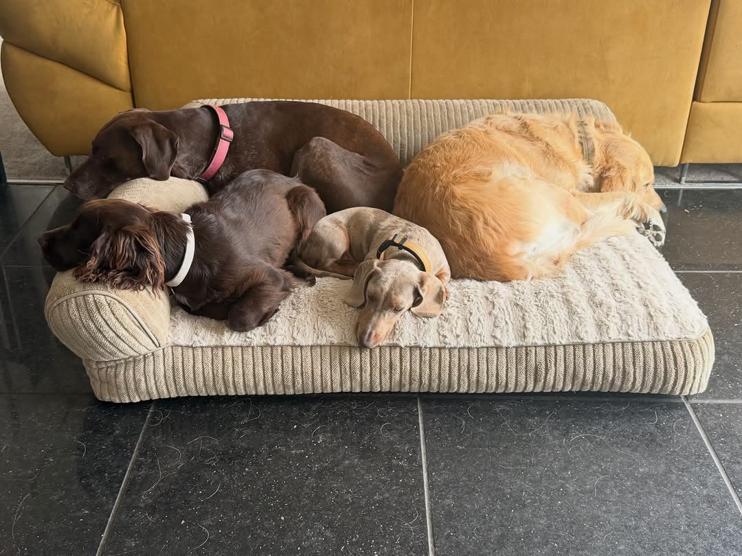 Four dogs curled up together on a bed at Wild at Heart