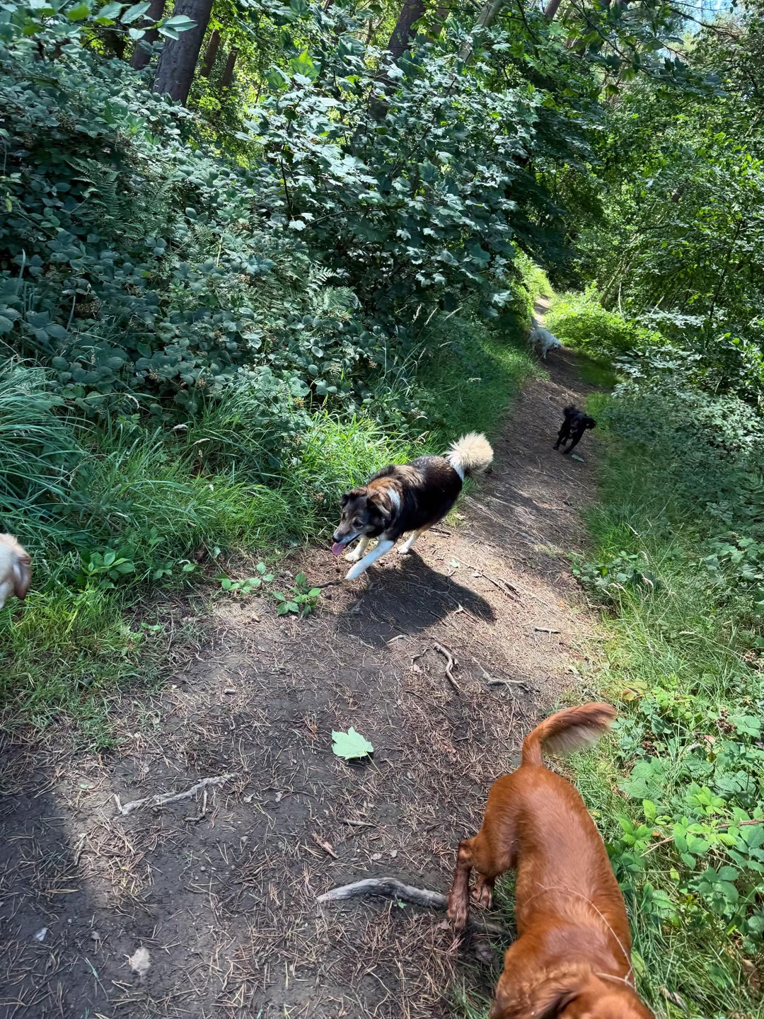 Several dogs walking together along a wooded trail near Wild at Heart