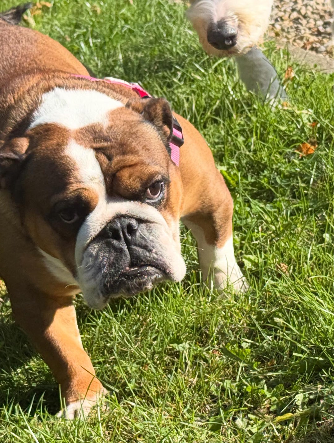 An English Bulldog relaxing on the grass at Wild at Heart