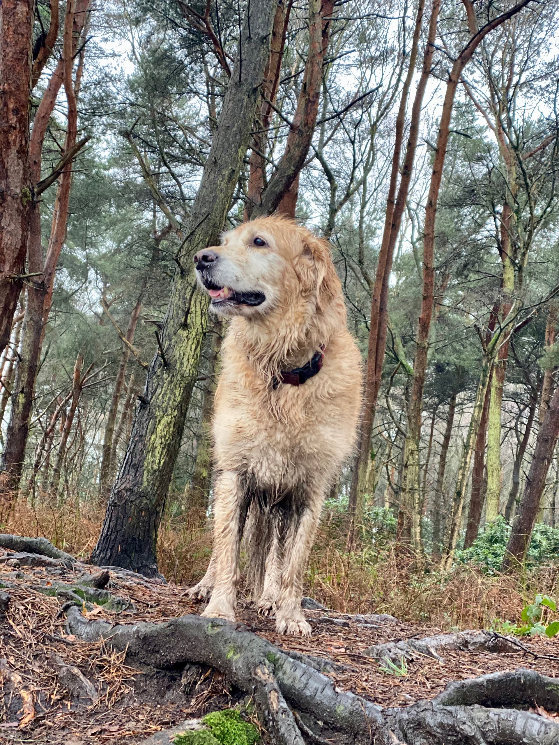 A golden retriever at Wild at Heart, situated in golden countryside