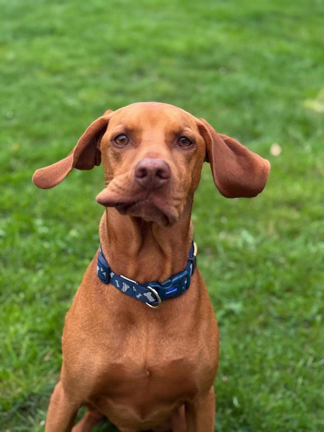 A Vizsla making a funny face in the garden at Wild at Heart